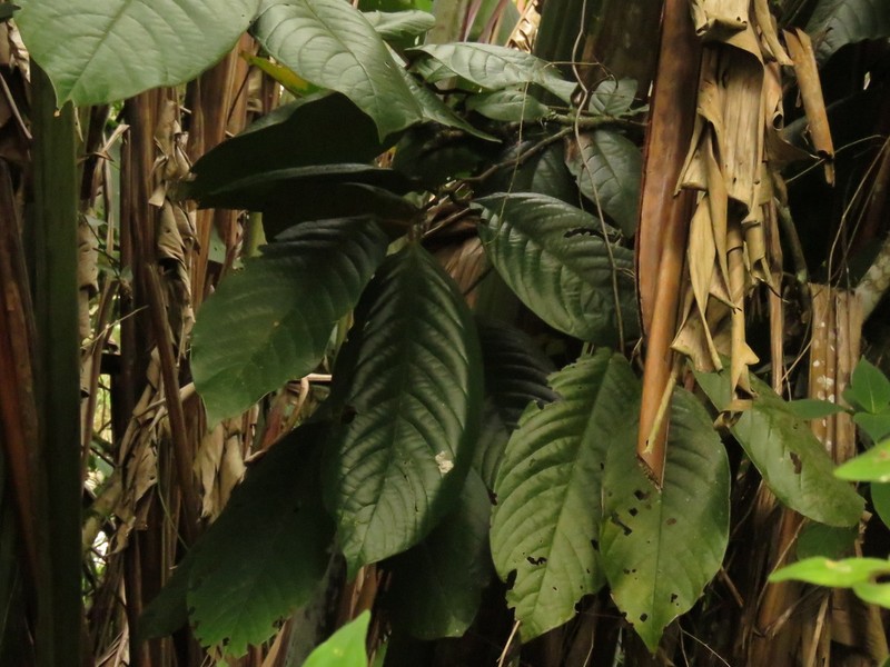 Annona cherimolioides photo 4