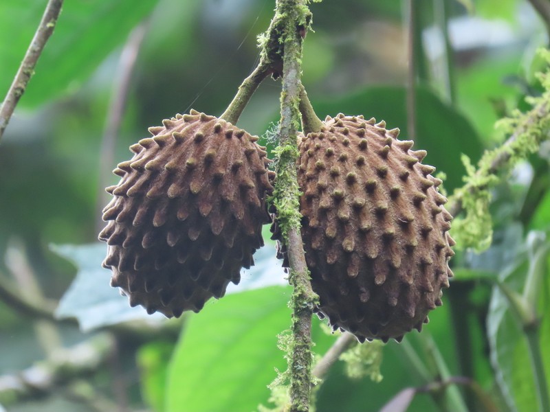 Annona cherimolioides photo 5