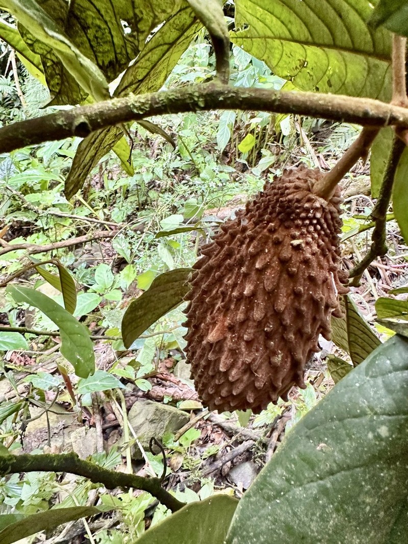 Annona cherimolioides photo 6