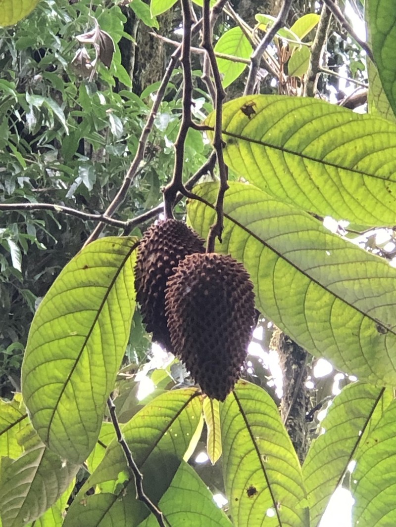 Annona cherimolioides photo 7