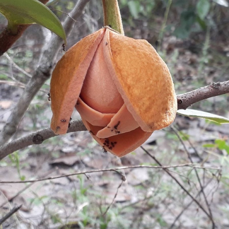 Annona coriacea photo 2