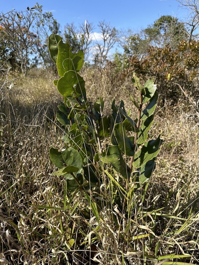 Annona coriacea photo 3