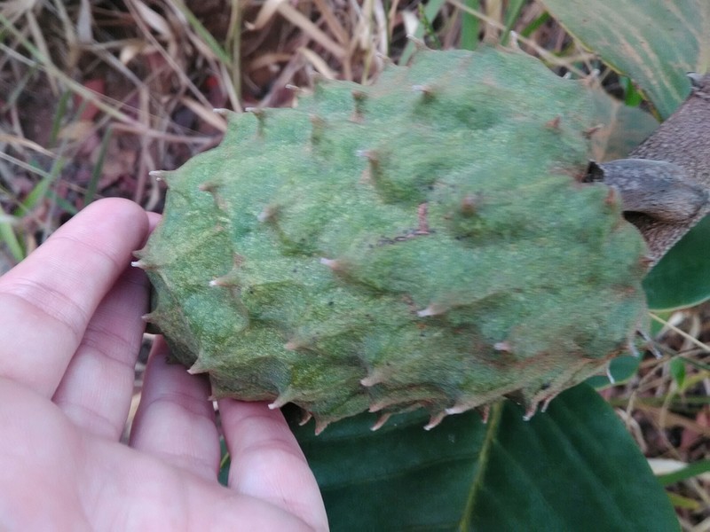 Annona coriacea photo 4
