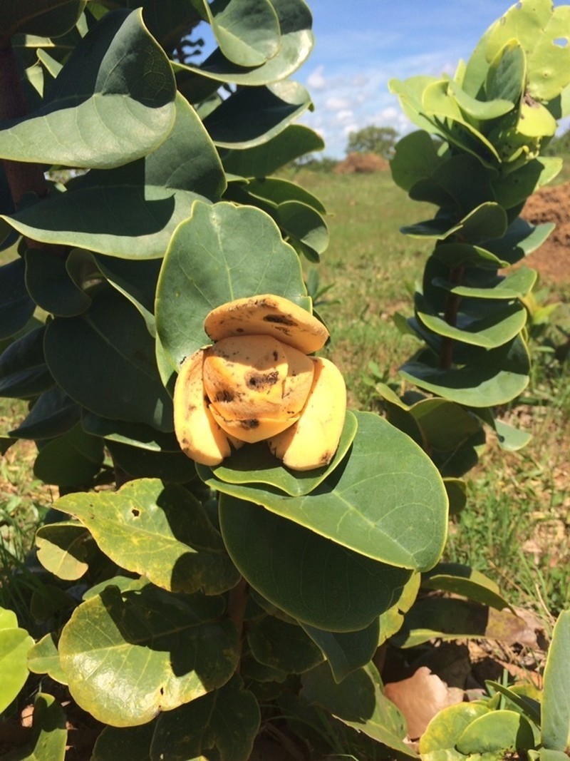 Annona coriacea photo 5
