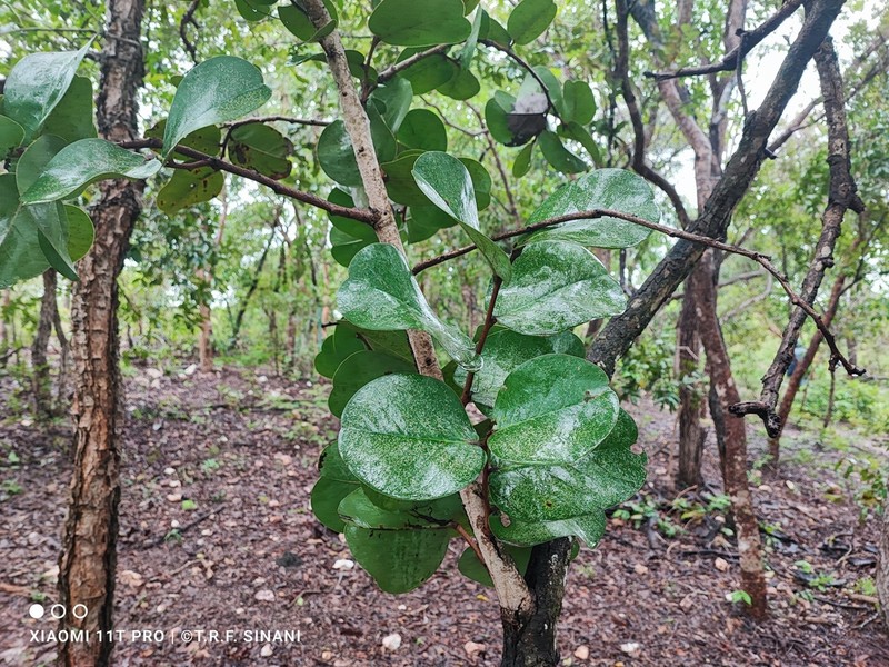 Annona coriacea photo 6