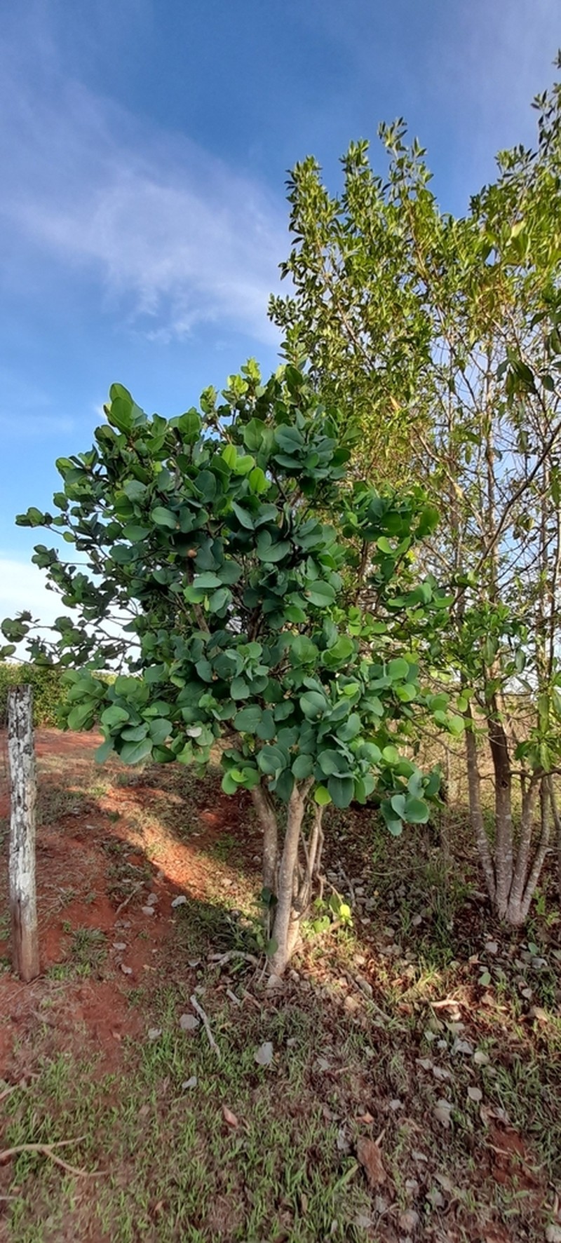 Annona coriacea photo 7