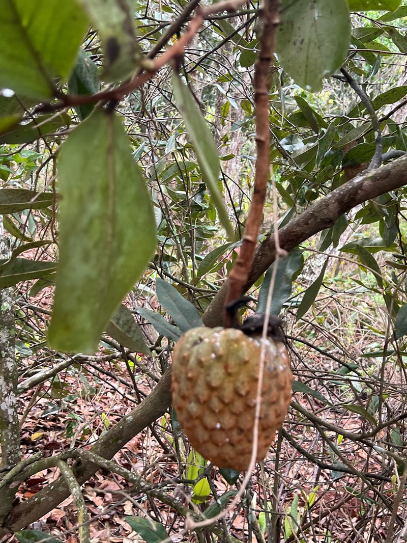 Annona coriacea photo 8