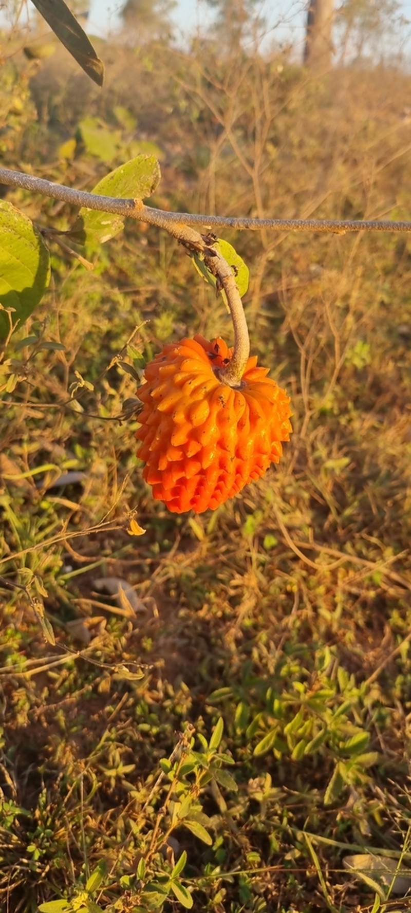 Annona cornifolia photo 2