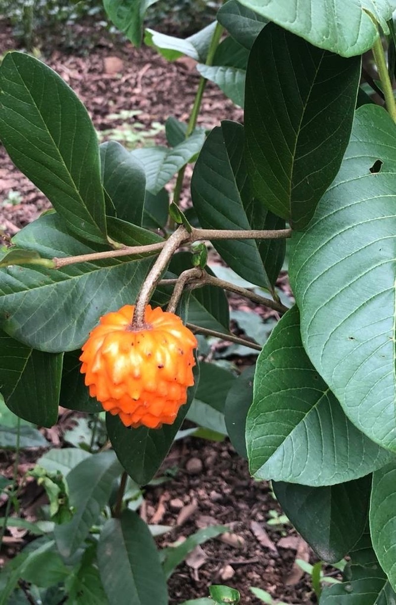 Annona cornifolia photo 3