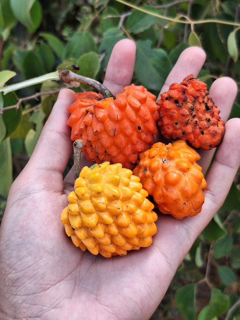 Annona cornifolia photo 4
