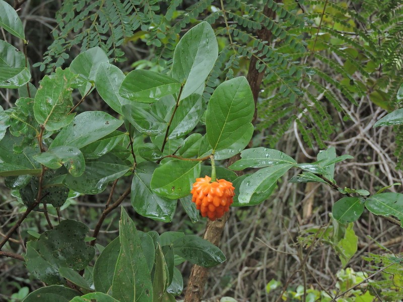 Annona cornifolia photo 5