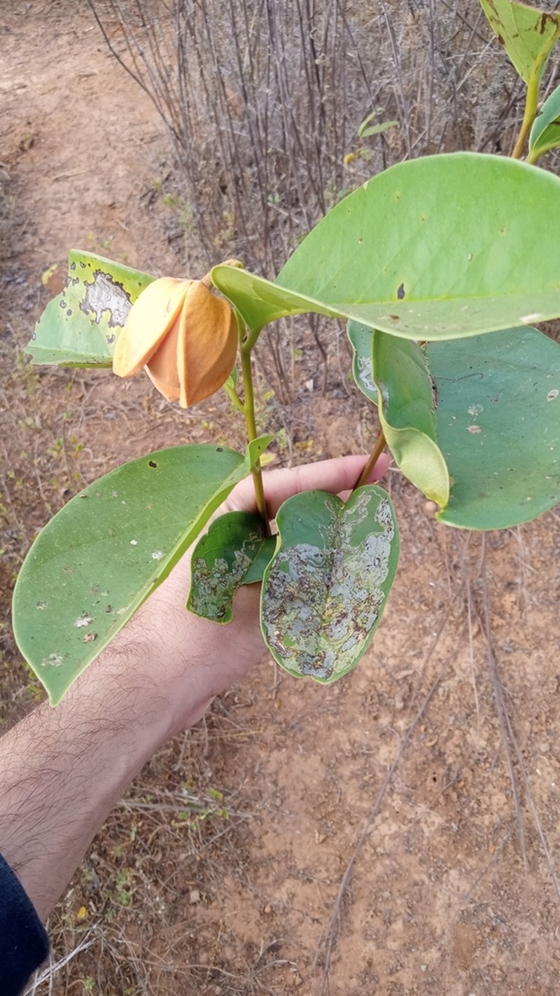 Annona cornifolia photo 6