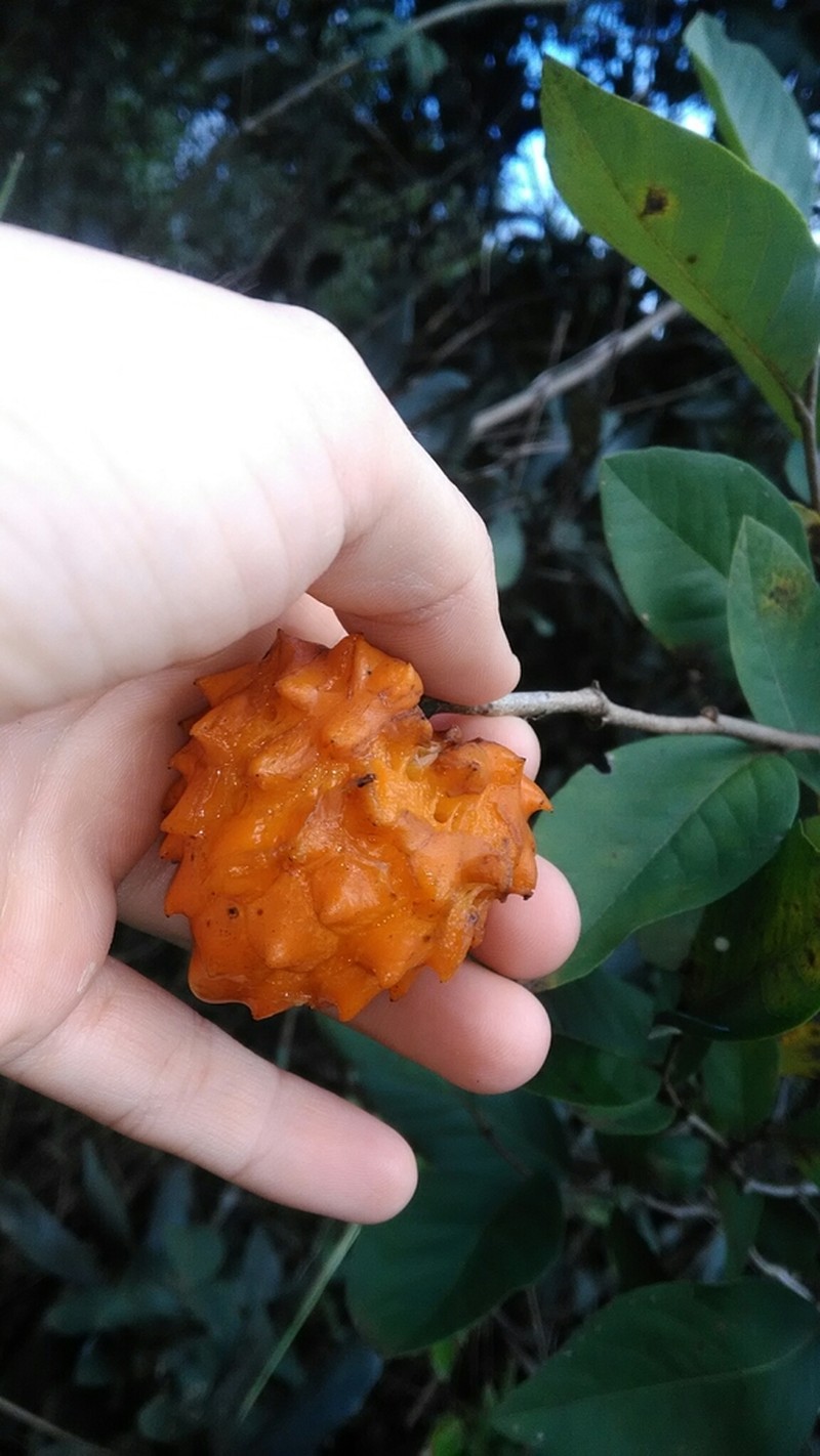 Annona cornifolia photo 7