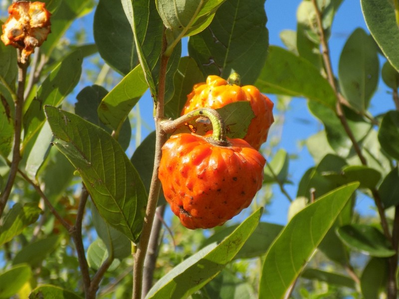 Annona cornifolia photo 8
