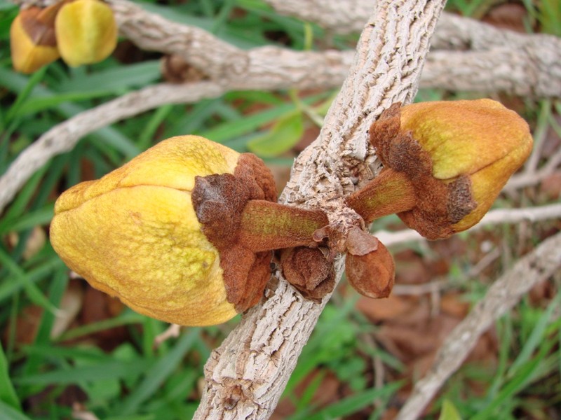 Annona crassiflora