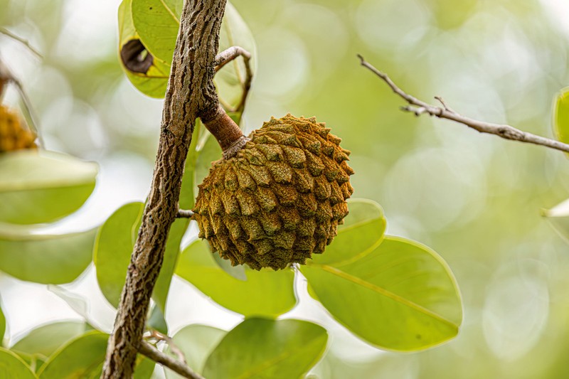 Annona crassiflora photo 2
