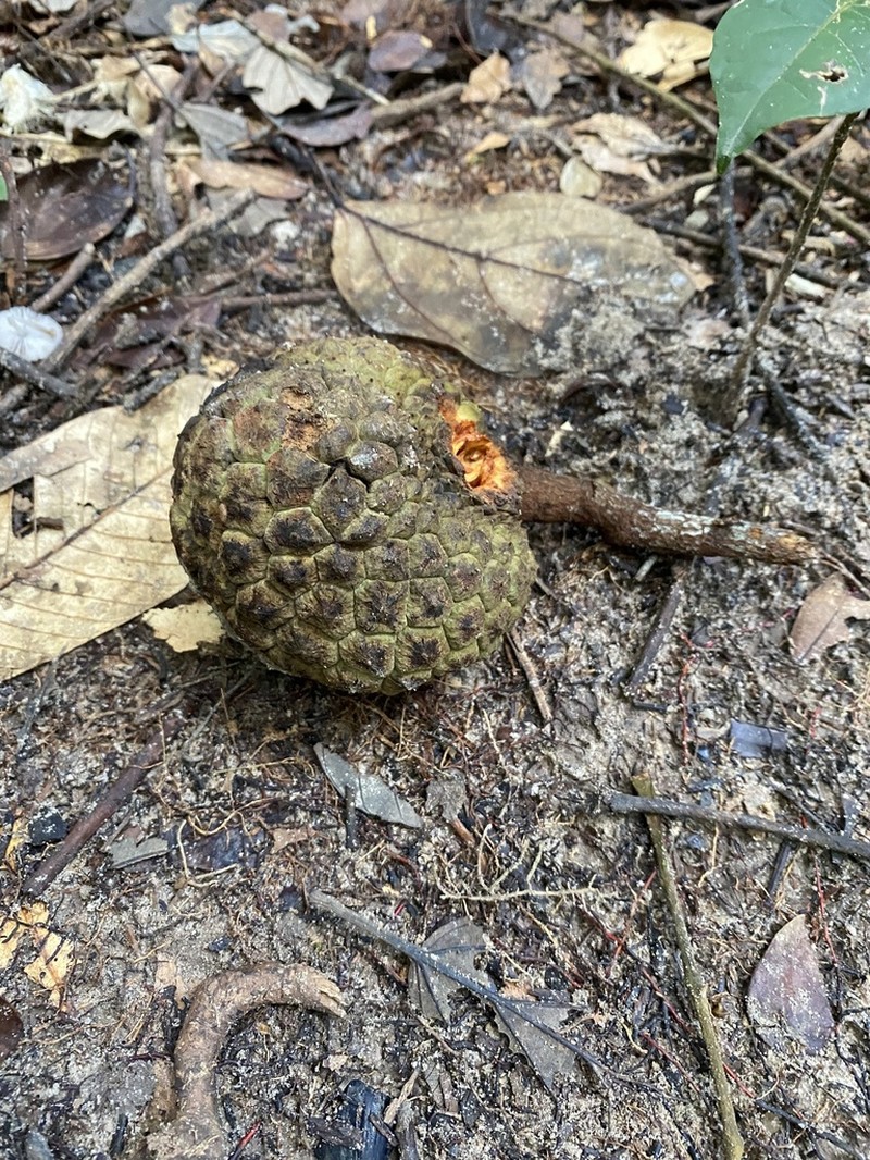 Annona crassiflora photo 3