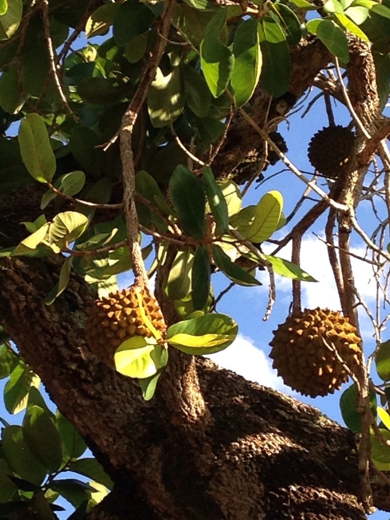 Annona crassiflora photo 4