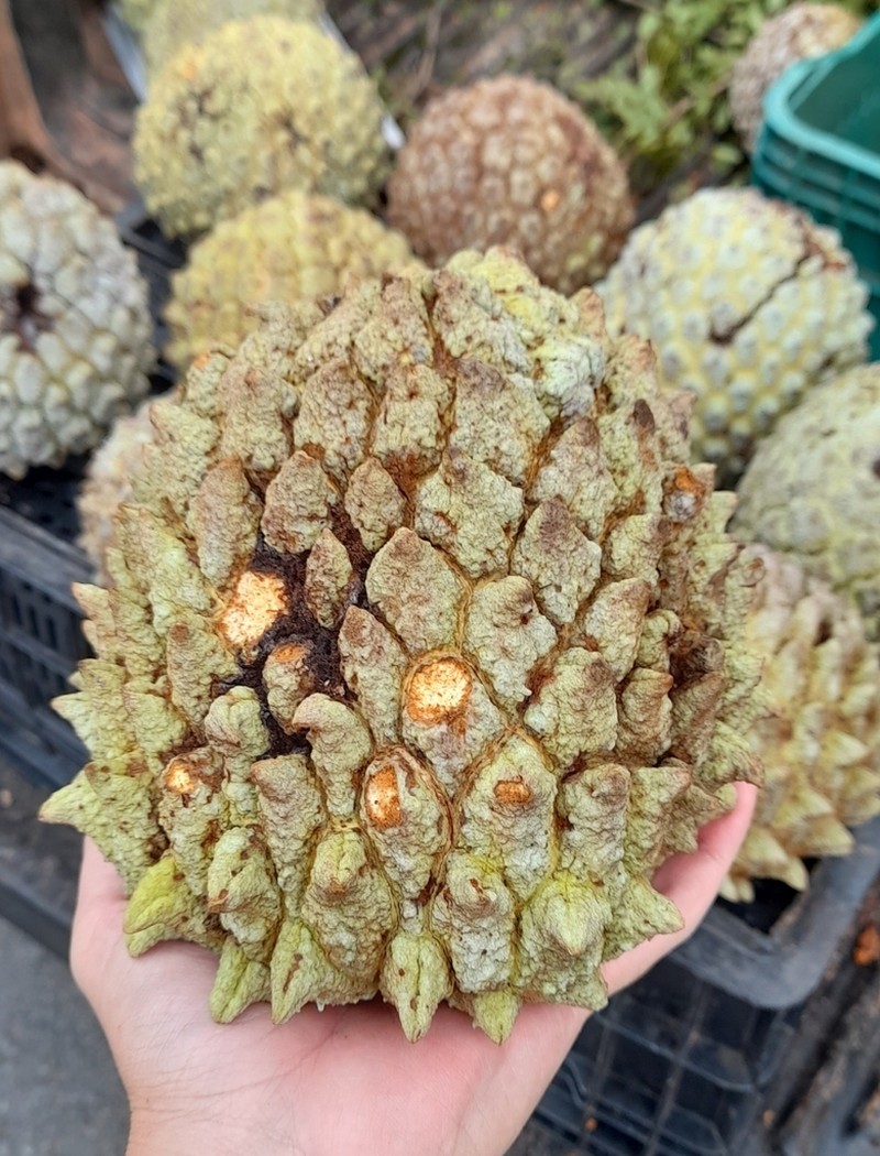 Annona crassiflora photo 5