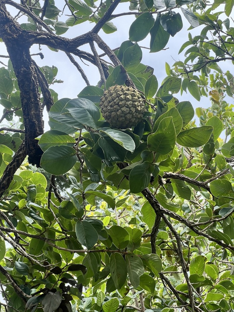 Annona crassiflora photo 6