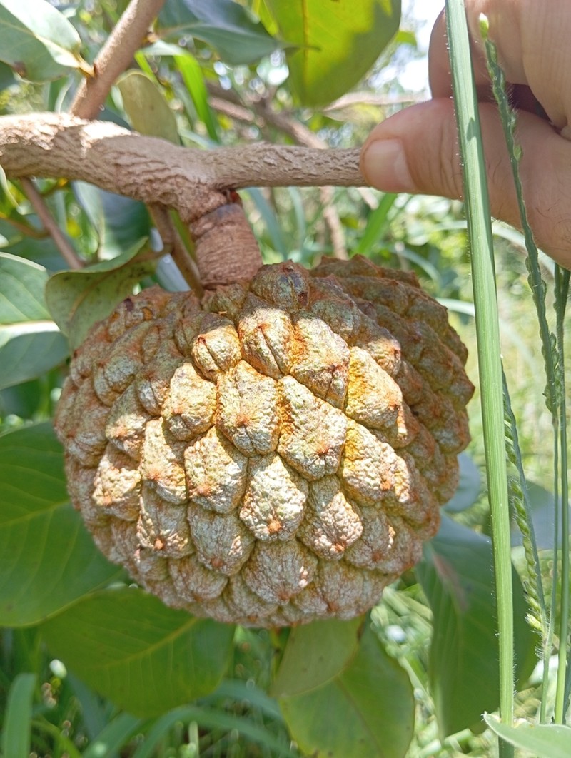Annona crassiflora photo 7
