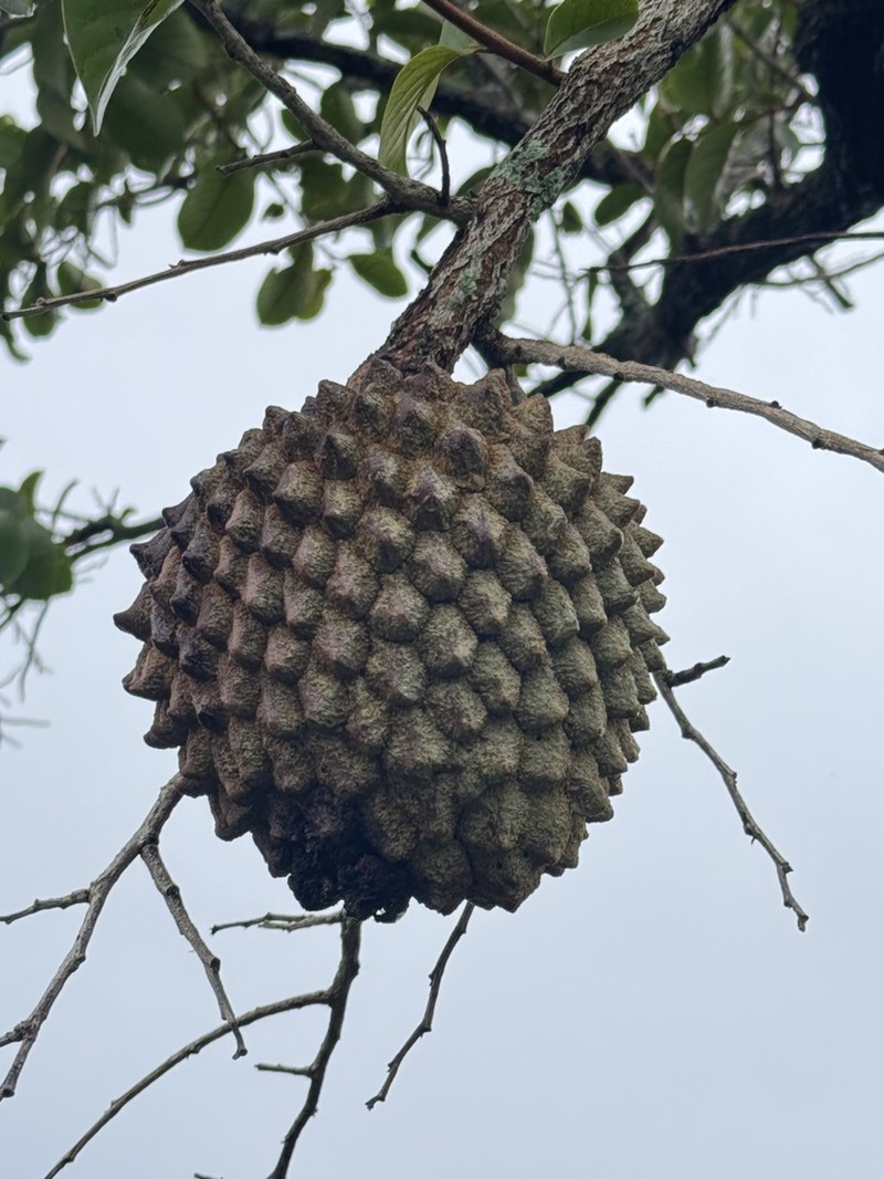 Annona crassiflora photo 8