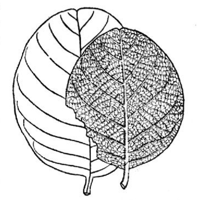 Annona crassivenia