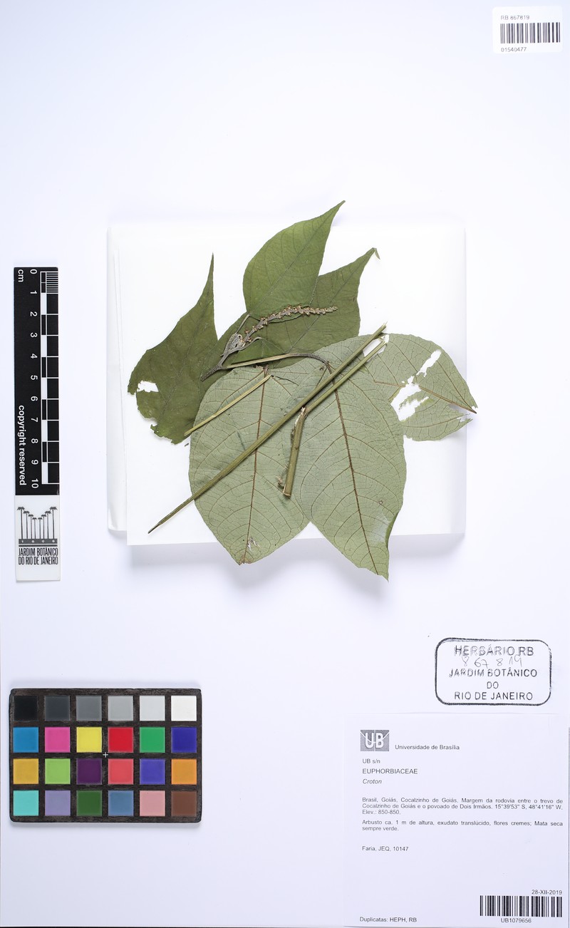 Annona crotonifolia photo 2