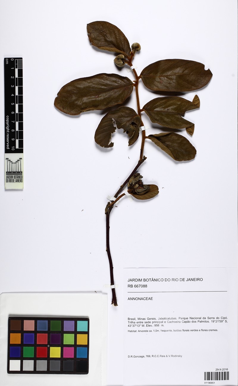 Annona crotonifolia photo 3