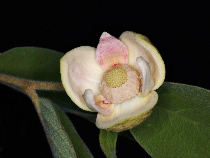 Annona crotonifolia
