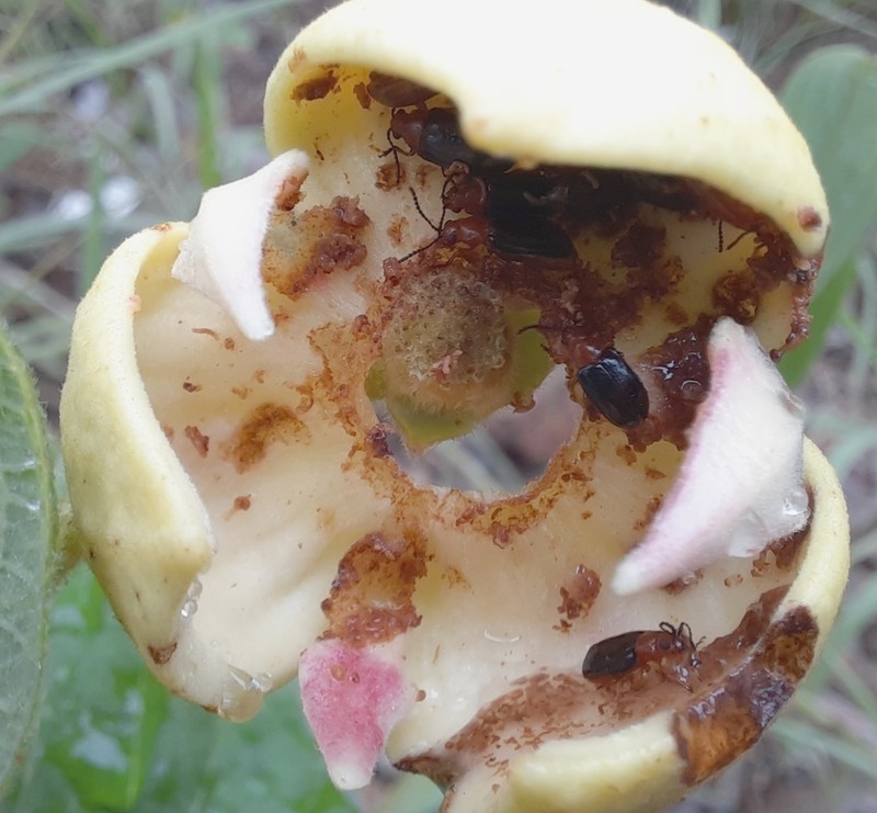 Annona crotonifolia photo 4