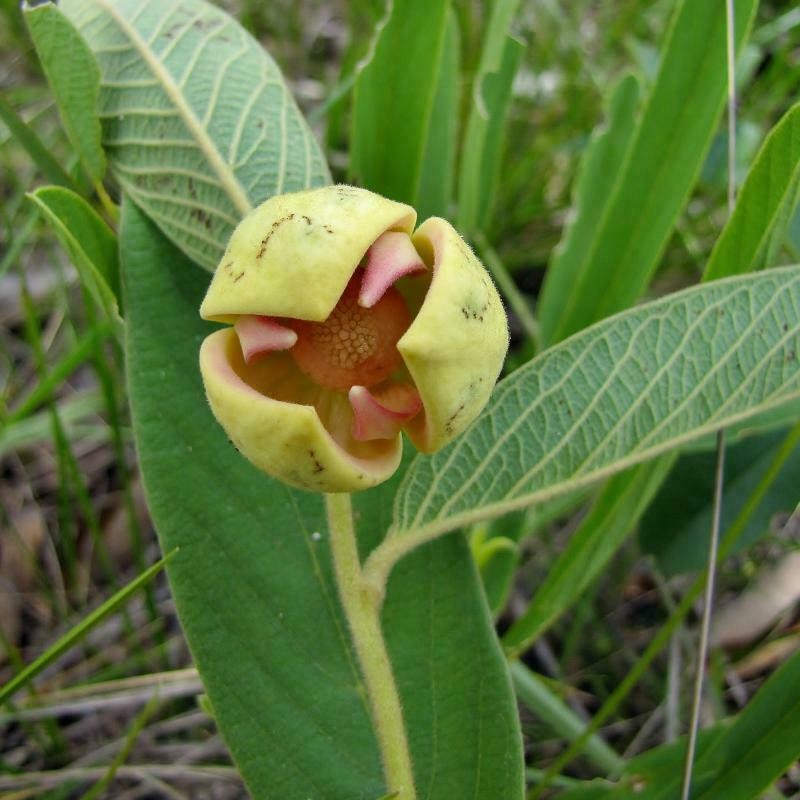 Annona crotonifolia photo 5