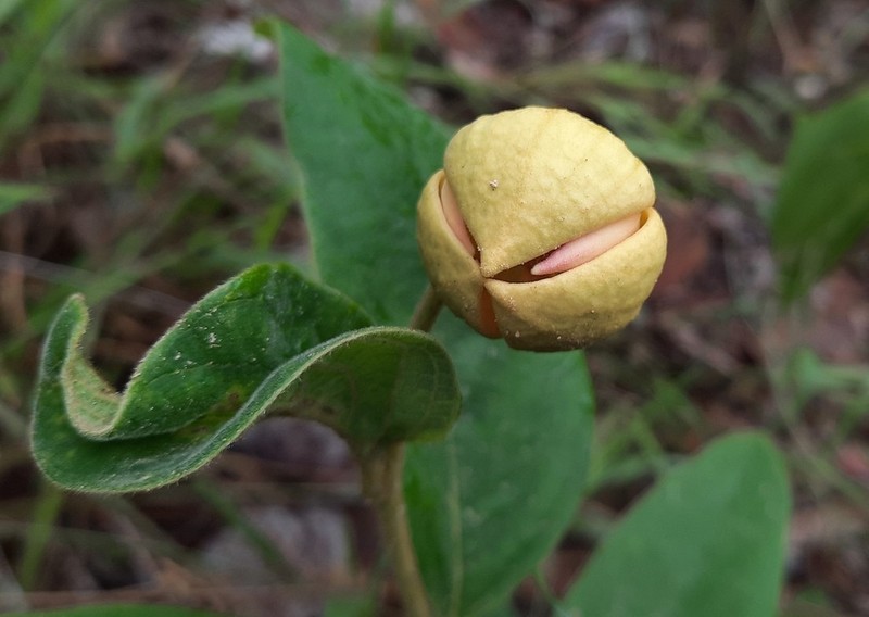 Annona crotonifolia photo 6