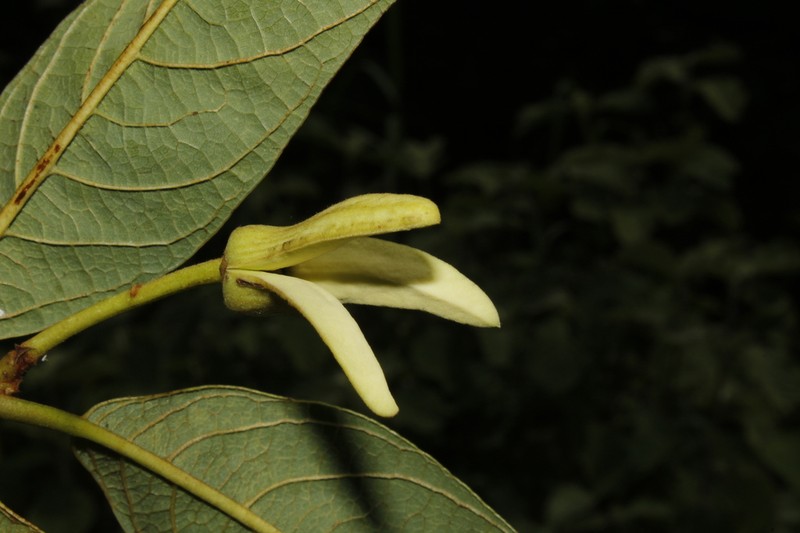Annona cubensis photo 2