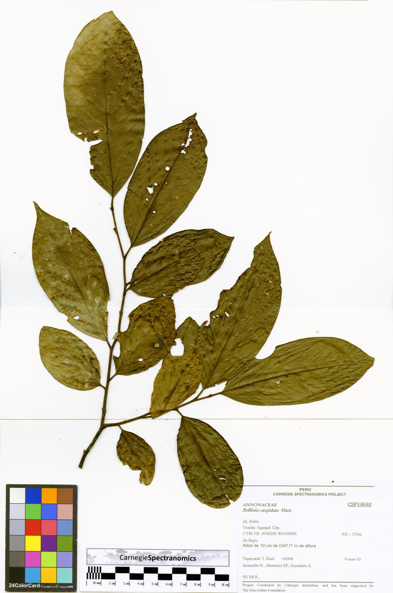 Annona cuspidata photo 2