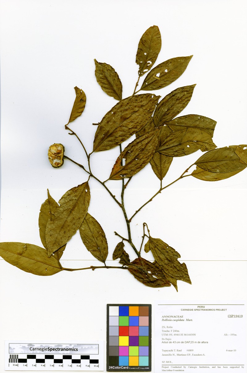 Annona cuspidata photo 3