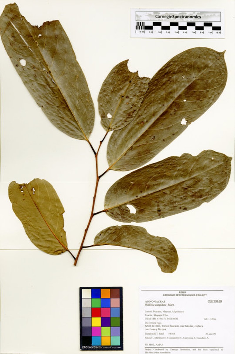 Annona cuspidata photo 4