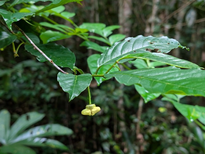 Annona cuspidata