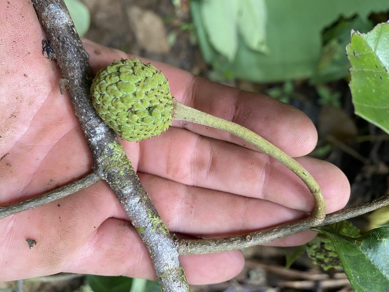 Annona danforthii photo 2