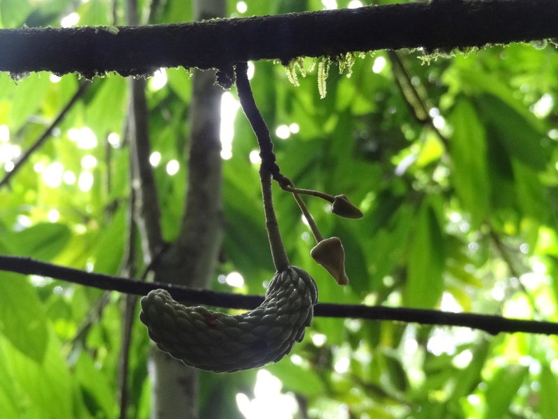 Annona deceptrix photo 2