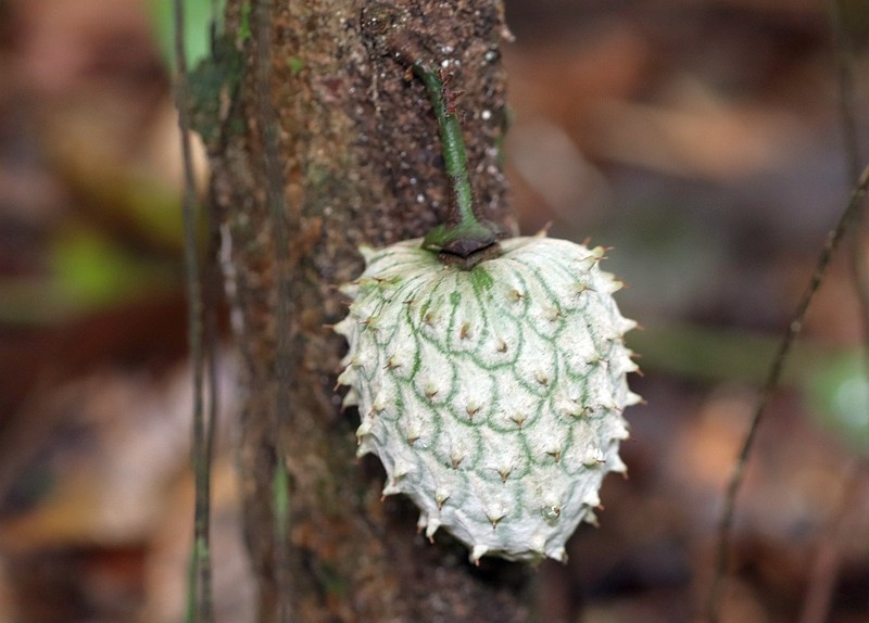 Annona deminuta
