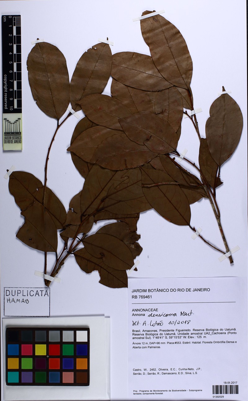 Annona densicoma photo 2