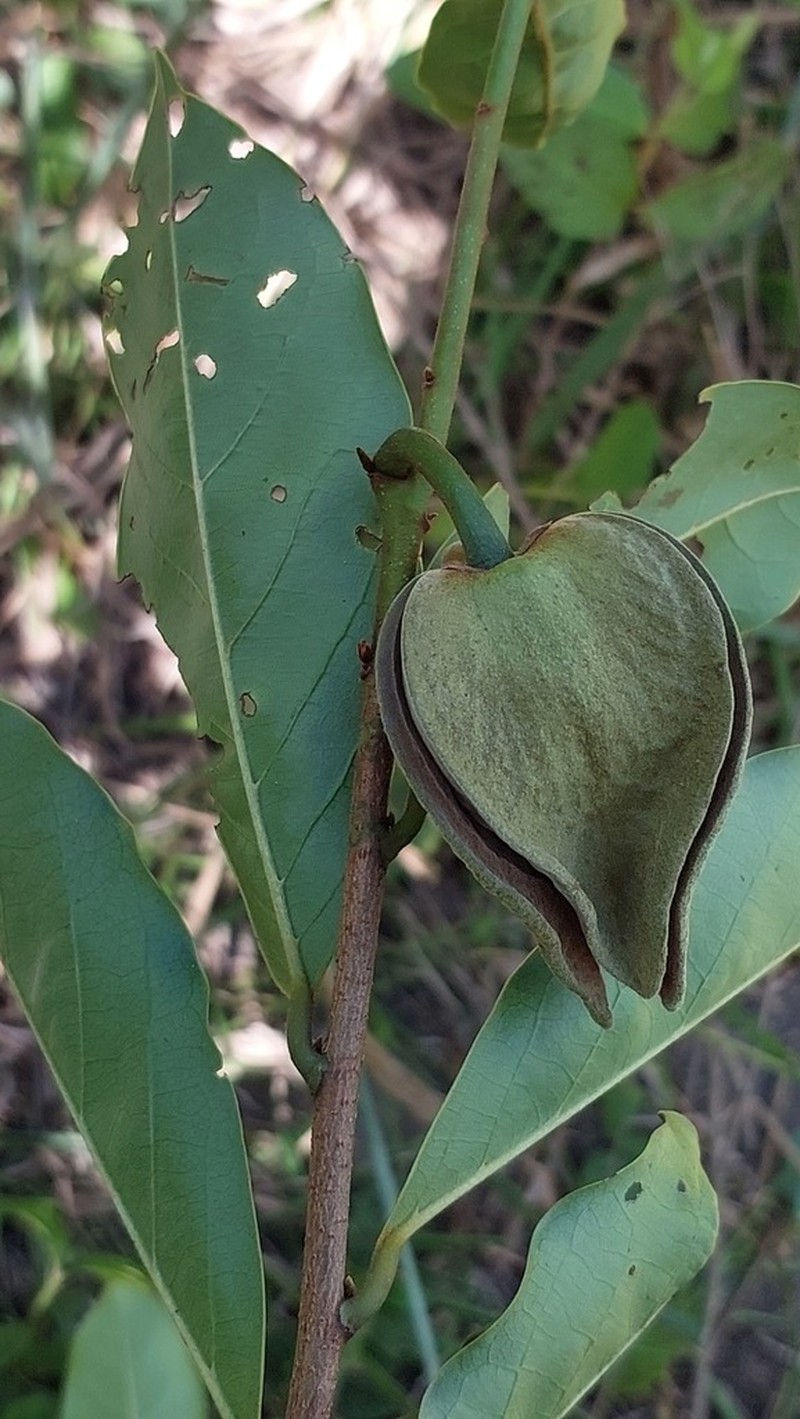 Annona densicoma