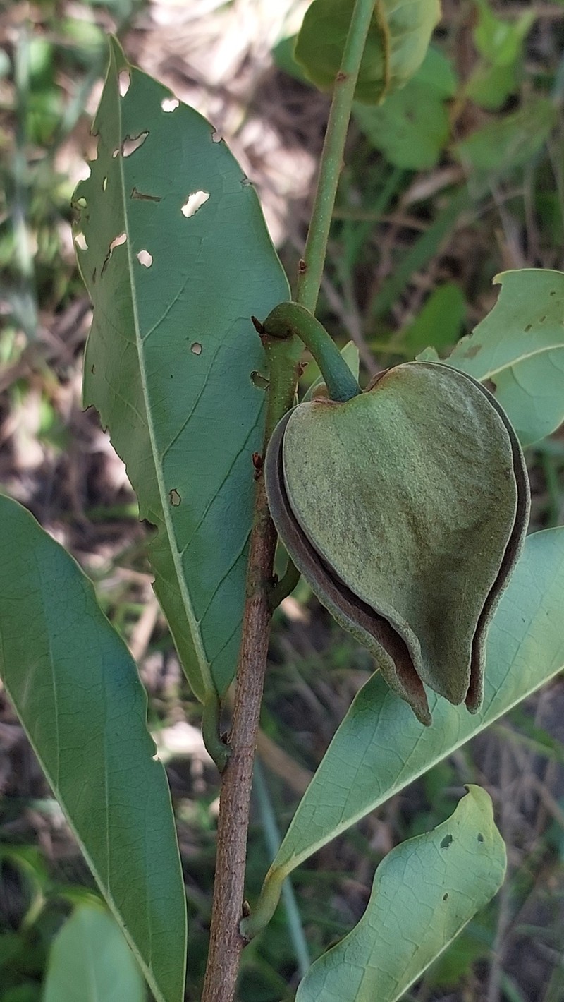 Annona densicoma photo 3