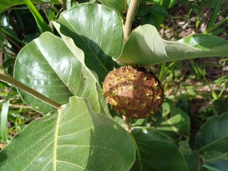 Annona dioica