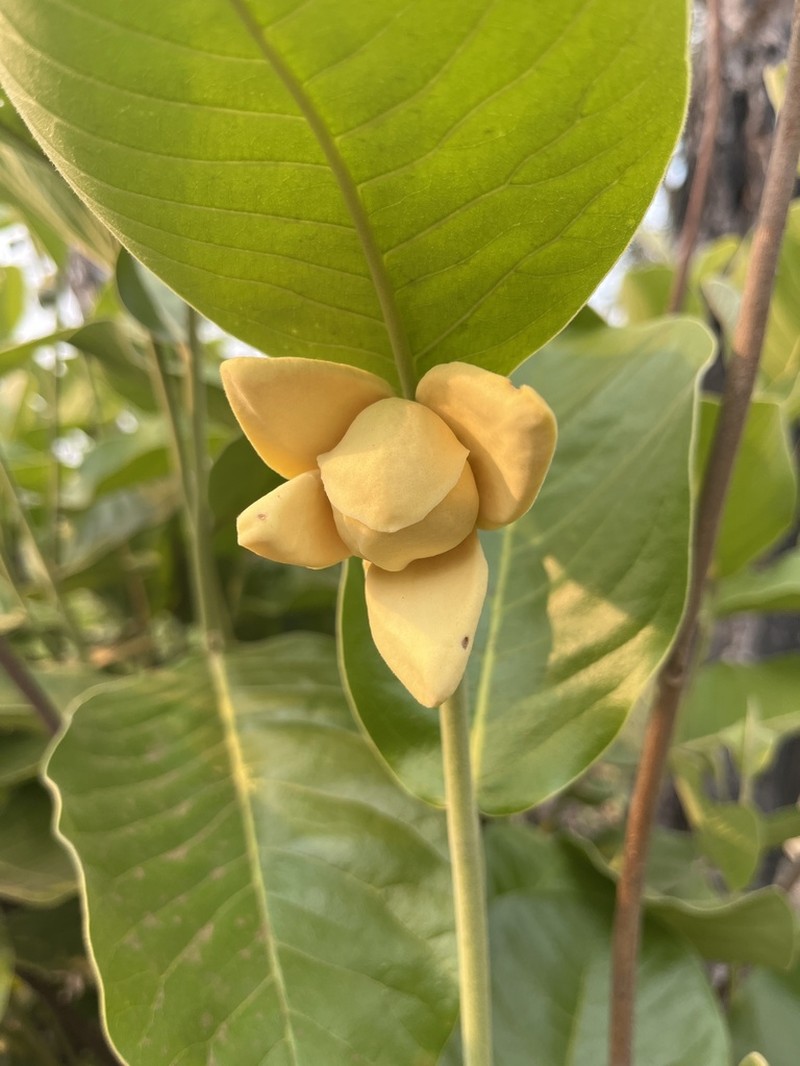 Annona dioica photo 2