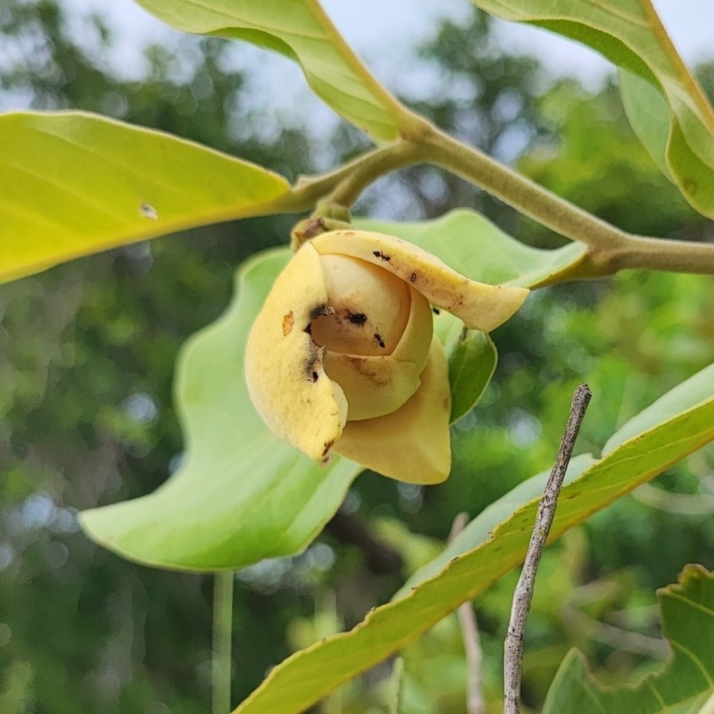 Annona dioica photo 3
