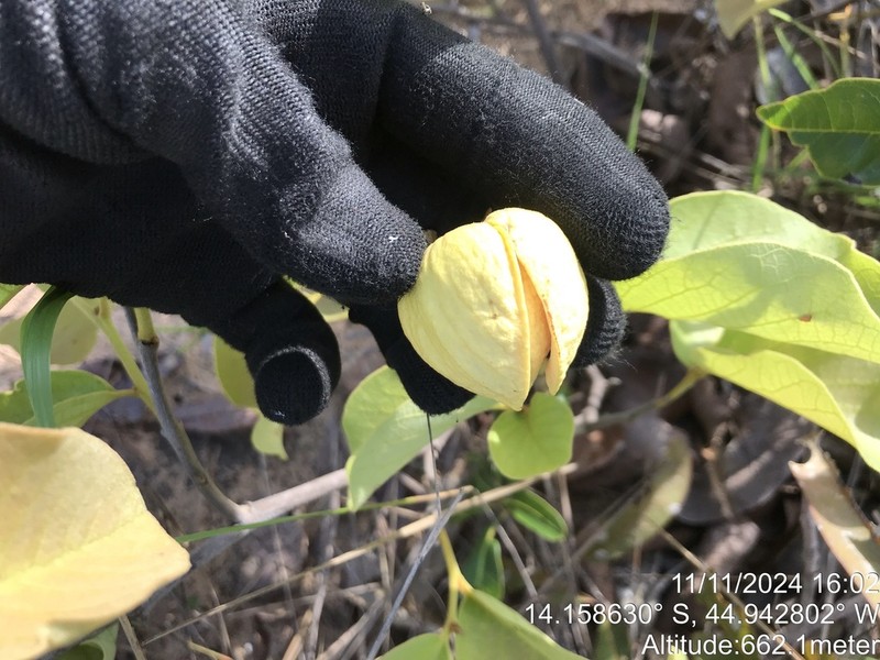 Annona dioica photo 4