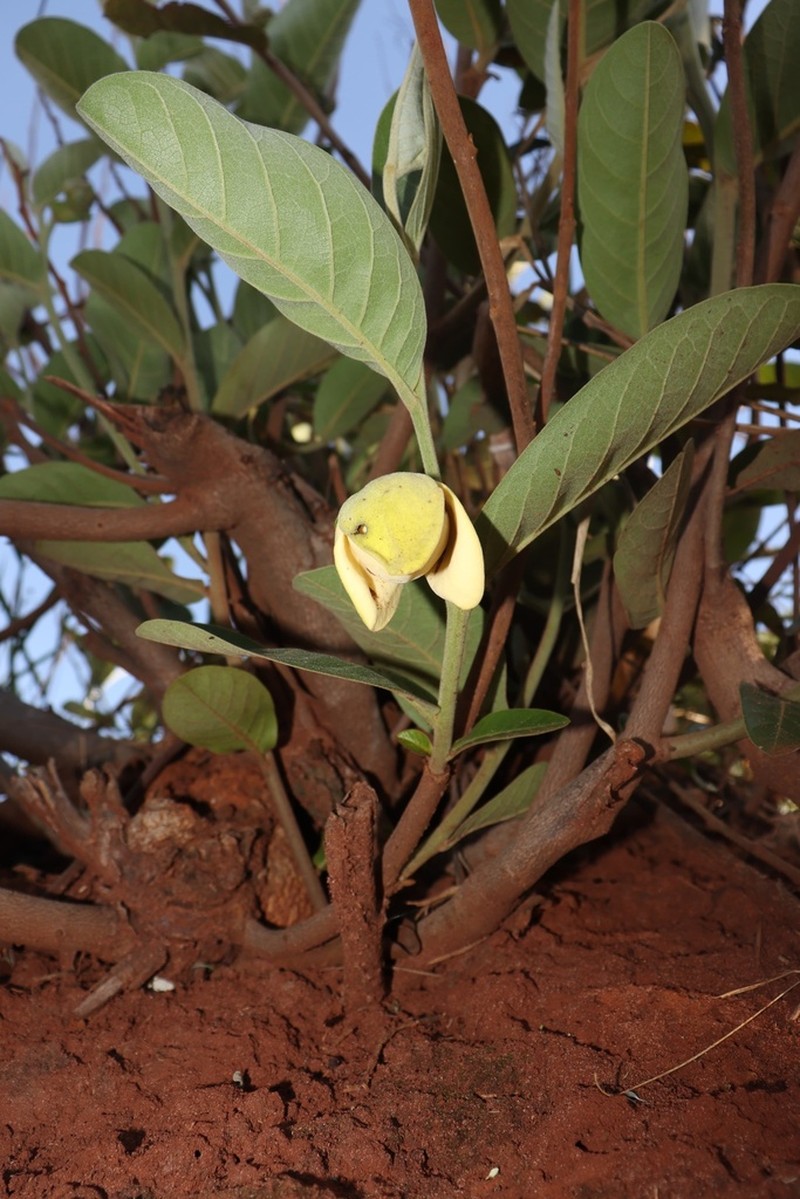 Annona dioica photo 5