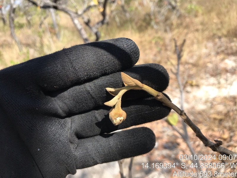 Annona dioica photo 6